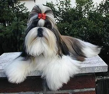 Czy shih tzu to dobry wybór dla rodziny? wszystko, co warto wiedzieć