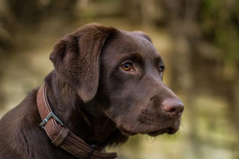 Problemy zdrowotne labradorów
