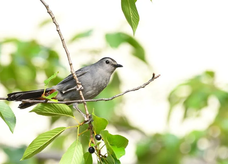 Różnorodność organizmów wodnych