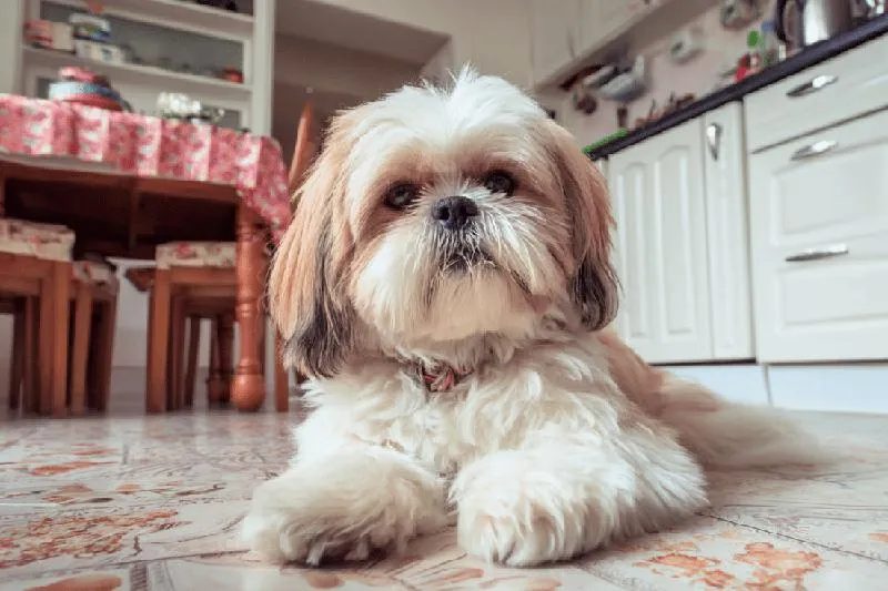 Shih tzu dla rodziny
